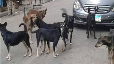 عاجل.. الحكومة تحسم الجدل بشأن تصدير الكلاب والقطط