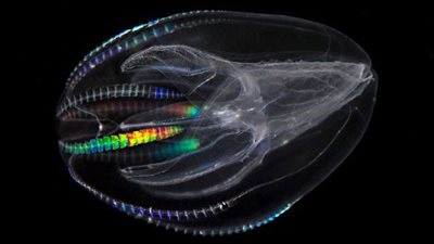 بالفيديو.. علماء يكتشفون أقدم حيوان على وجه الأرض