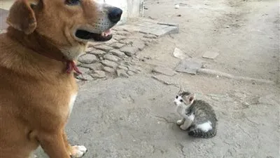 برلمانية: تصريح متحدث الزراعة الخاص بتصدير الكلاب والقطط أساء لسُمعة مصر