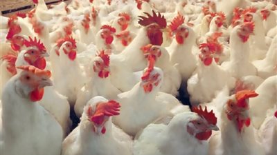 أسعار الدجاج  والبيض في الأسواق اليوم الإثنين 26-11-2018