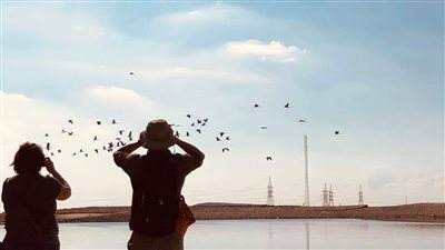 البيئة: زيارات ميدانية لمشاهدة الطيور المهاجرة بمنطقة بحيرات الأكسدة بشرم الشيخ