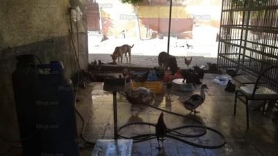 ضبط مجزر دواجن غير مرخص بشرق شبرا الخيمة (صور)