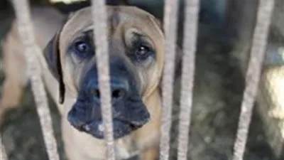 أول تعليق لاتحاد الرفق بالحيوان على بيان 