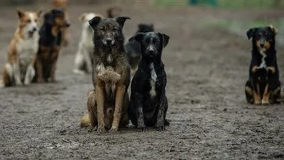 برلماني عن بيان الزراعة بشأن تصدير الكلاب والقطط: غير كافي