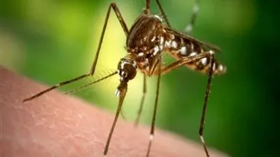 رمادة: حملات  نظافة للتوقي من انتشار حمى غرب النيل