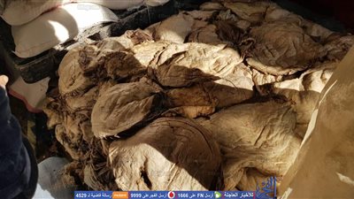 قبل توزيعها على الأسواق.. ضبط 15 طن أحشاء حيوانية متعفنة في الخانكة (صور)