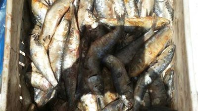 ضبط 9 طن سردين غير صالح للاستهلاك في الدقهلية 