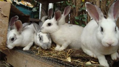 عليك بالأرانب.. كيف تبدأ مشروعك الخاص بأقل التكاليف وأرباح مضمونة؟