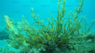 خلال مؤتمر التنوع البيولوجي.. عرض نموذج لدور المجتمع المدني في حماية البيئة (صور)