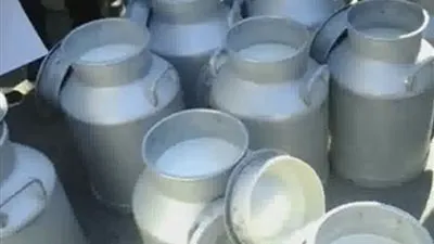 احتجاجا على الحكومة: التلويح بإيقاف إنتاج الحليب مطلع جانفي المقبل