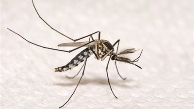 حقائق شيقة عن 