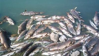 مدير عام منطقة وادي النيل يكشف سبب انخفاض إنتاجية بحيرة قارون من الأسماك