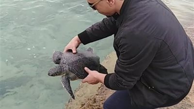 سائحة بلجيكية تنقذ سلحفاة نادرة قبل بيعها في المنوفية