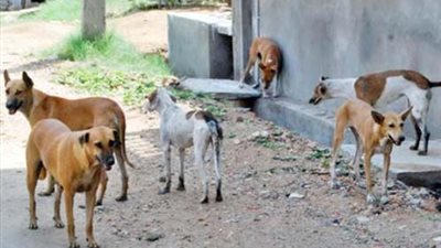 كوريا الجنوبية تنفي استيراد الكلاب من مصر لاستهلاكها