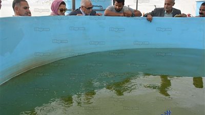 إطلاق 44 ألف زريعة سمكية بالوادي الجديد
