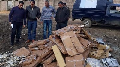 تموين كفرالشيخ تعدم طن و200 كيلو أسماك فاسدة (صور)