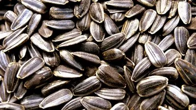 تعرف على فوائد 