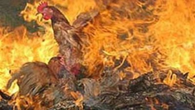 عاجل.. نفوق 4000 دجاجة في حريق هائل بمزرعة دواجن بالشرقية