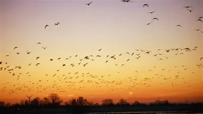 معلومات مدهشة عن الطيور.. تعرف عليها