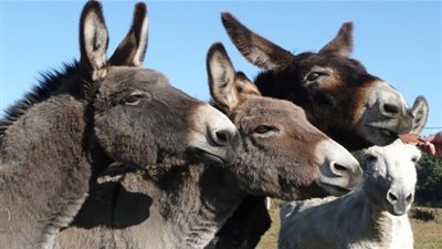 شركة اتصالات سعودية تستعين بـ