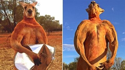 بعد شهرته بعضلاته المفتولة.. نفوق أقوى كنغر في العالم (فيديو)