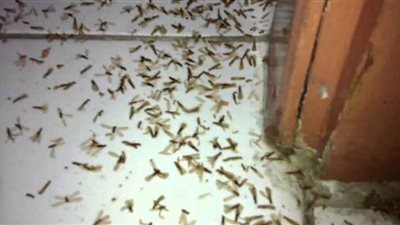 طوارئ في الوادي الجديد لإبادة الحشرة الأخطر