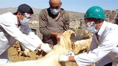 انطلاق حملة لتحصين الثروة الحيوانية ضد الجدري في 13 منطقة بالوادي الجديد 