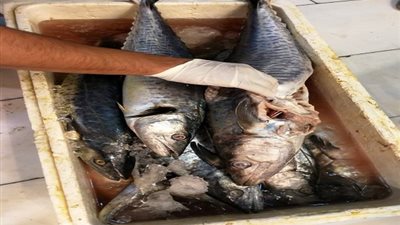 الوئام- السعودية| إتلاف 110 كيلو جرامات من الأسماك والجمبري الفاسد في أحد أسواق مكة