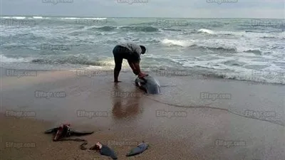 العثور على دولفين نافق بشاطئ أبو قير في الإسكندرية (صور)