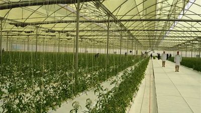 أستاذ بمركز بحوث الصحراء: إنتاجية الصوب الزراعية 6 أضعاف الأرض المكشوفة