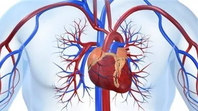 FDA تحذر من مخاطر المضادات الحيوية على أوعية القلب 