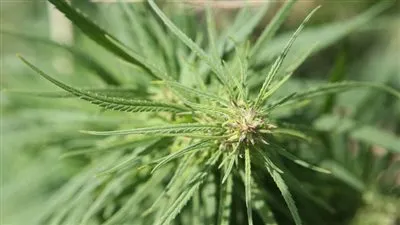 لهذه الأسباب.. روسيا تجيز زراعة المخدرات 