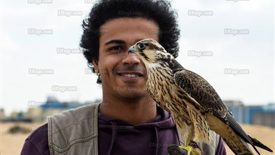 'صقّارون' يعيدون الإله حورس للحياة.. هوايات الفراعنة تعود من جديد (صور)