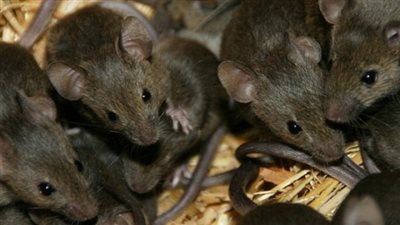 ممنوع صيد الفئران.. تعرف على أغرب 12 قانون فى العالم