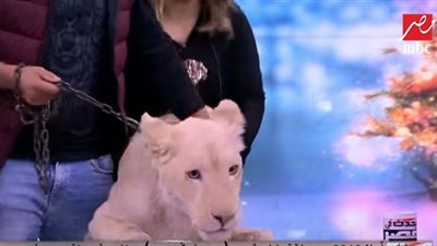 أسد يقتحم استوديو شريف عامر.. شاهد رد فعله (فيديو)