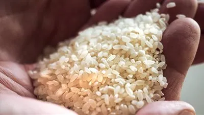 رئيس الشعبة: تراجع أسعار الأرز بنسبة ١٥٪؜ خلال الفترة المقبلة