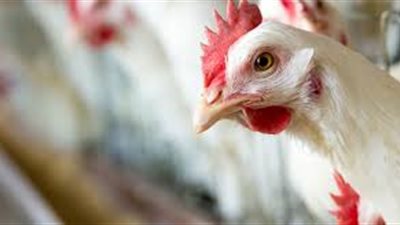أسعار الدواجن اليوم السبت 5-1-2019 في السوق المحلية.. والبيض يسجل 36 جنيها للكرتونة