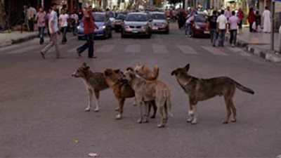 مصر تستورد سموم مُحرمة دوليًا لقتل الكلاب والحشرات.. لا يوجد ترياق وخطورته شديدة على الإنسان