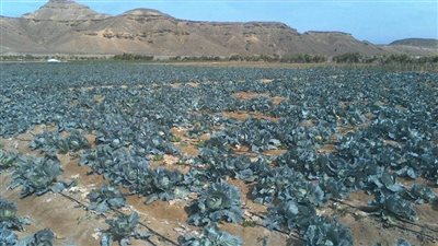 محافظ البحر الأحمر: مزرعة القويح نقلة بالقطاع الزراعي (صور)