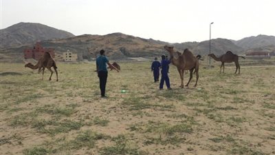 القبض على إبل سائلة في مخططات جنوب مكة