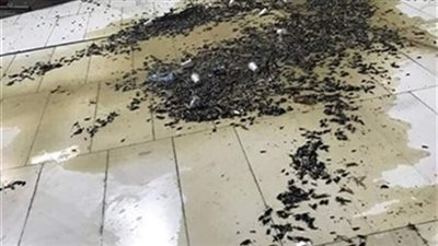 تم السيطرة نهائيًا عليها.. التفاصيل الكاملة لواقعة انتشار 