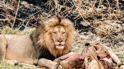 معلومات شيقة تعرفها لأول مرة عن الحيوانات