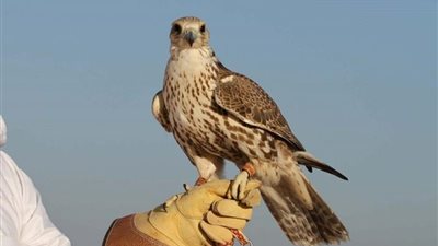 مهرجان الملك عبدالعزيز للصقور يدشن متحفًا ومعرضًا للزائرين