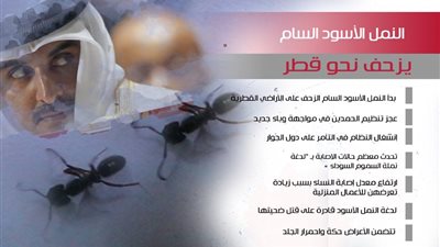 النمل الأسود السام يزحف نحو قطر 