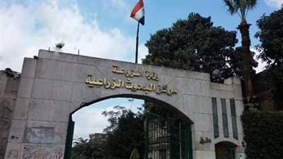 عاجل.. حقيقة استيراد مصر لشحنات عدس بها ديدان 