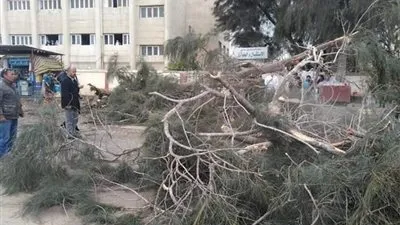بسبب سوء الأحوال الجوية.. سقوط شجرة كبيرة أمام مستشفى الصدر بالمحلة (صور)