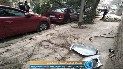 العاصفة الترابية تتسبب في سقوط الأشجار بشارع شهاب