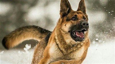 معلومة صادمة عن الكلاب.. اكتشفها