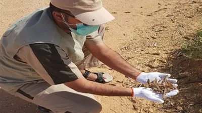 رصَد تكاثرًا للجراد بجدة وأملج والليث والقنفذة