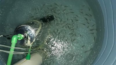 مشروع الاستزراع السمكي بالخارجة  ينعقد للمرة الأولي لتشكيل مجلس إدارته